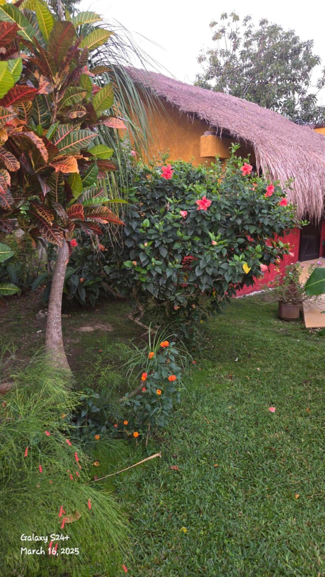 Casa Colonial Cozumel, Mango *