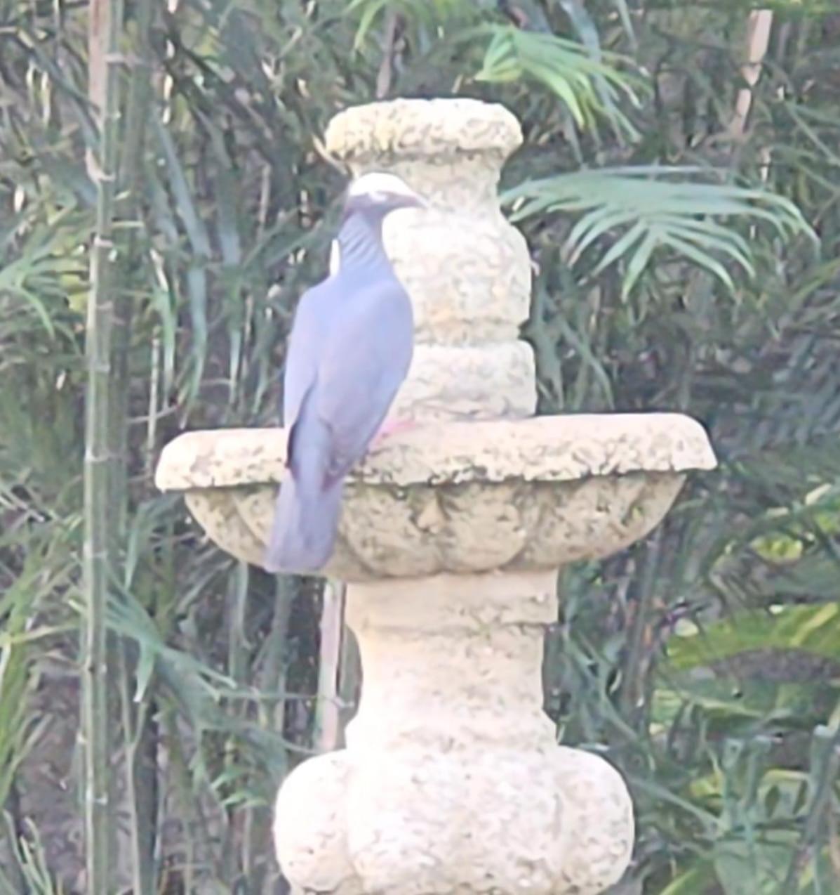 Casa Colonial Cozumel, Mango Villa *
