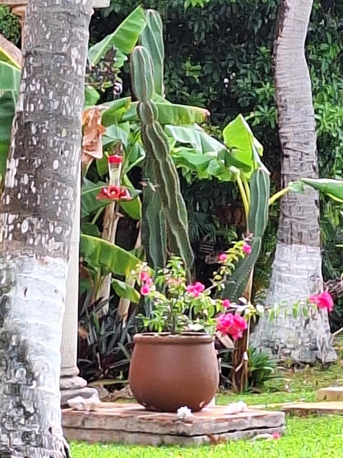 Casa Colonial Cozumel, Mango Cozumel