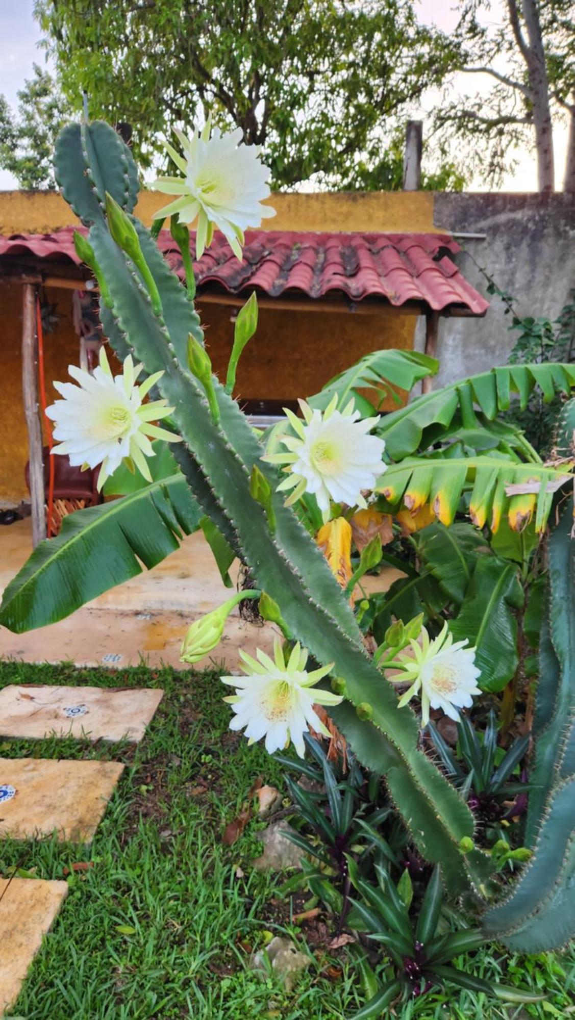 Casa Colonial Cozumel, Mango * Cozumel